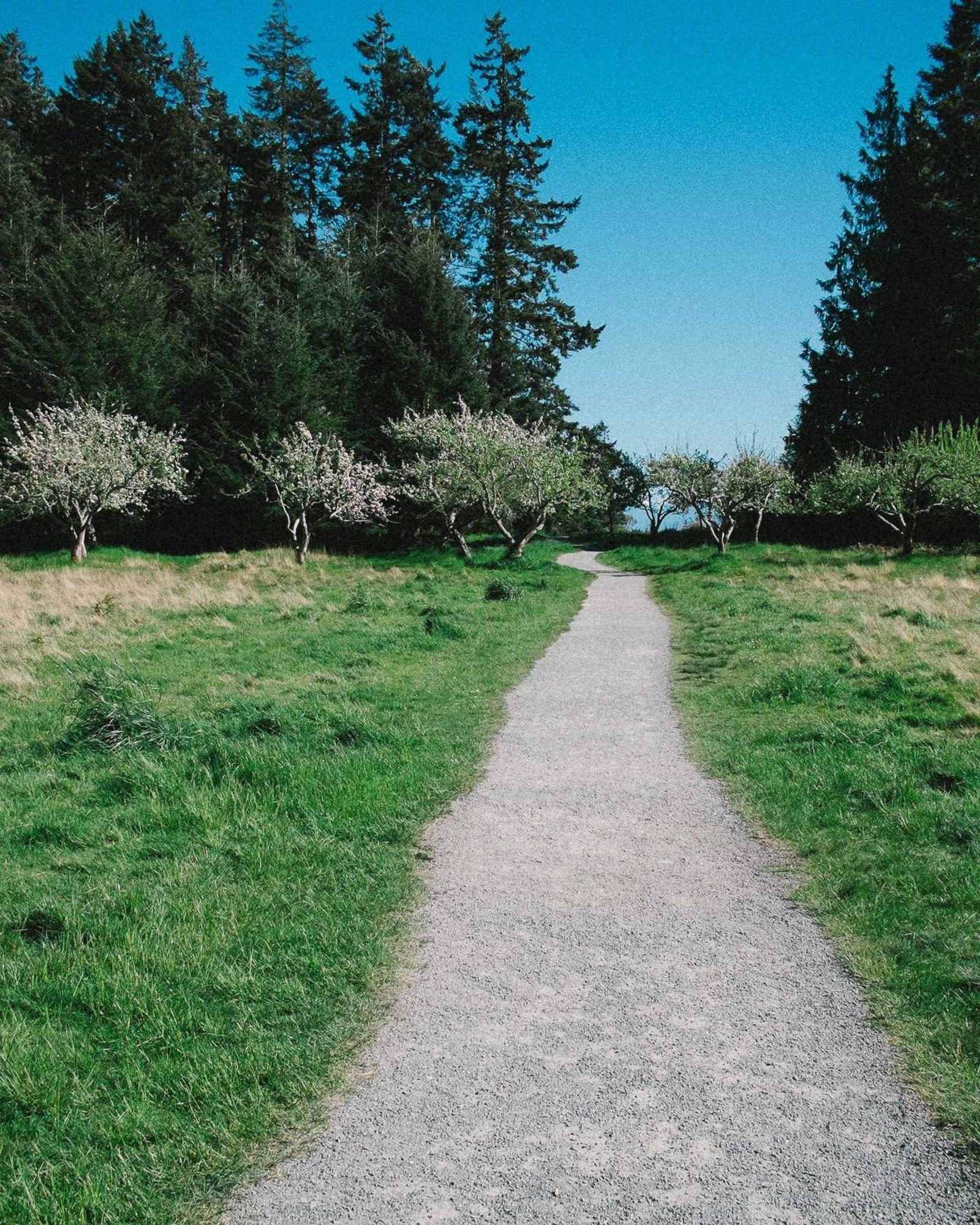 Allée de gravier bordée de pelouse et d'arbres en fleurs