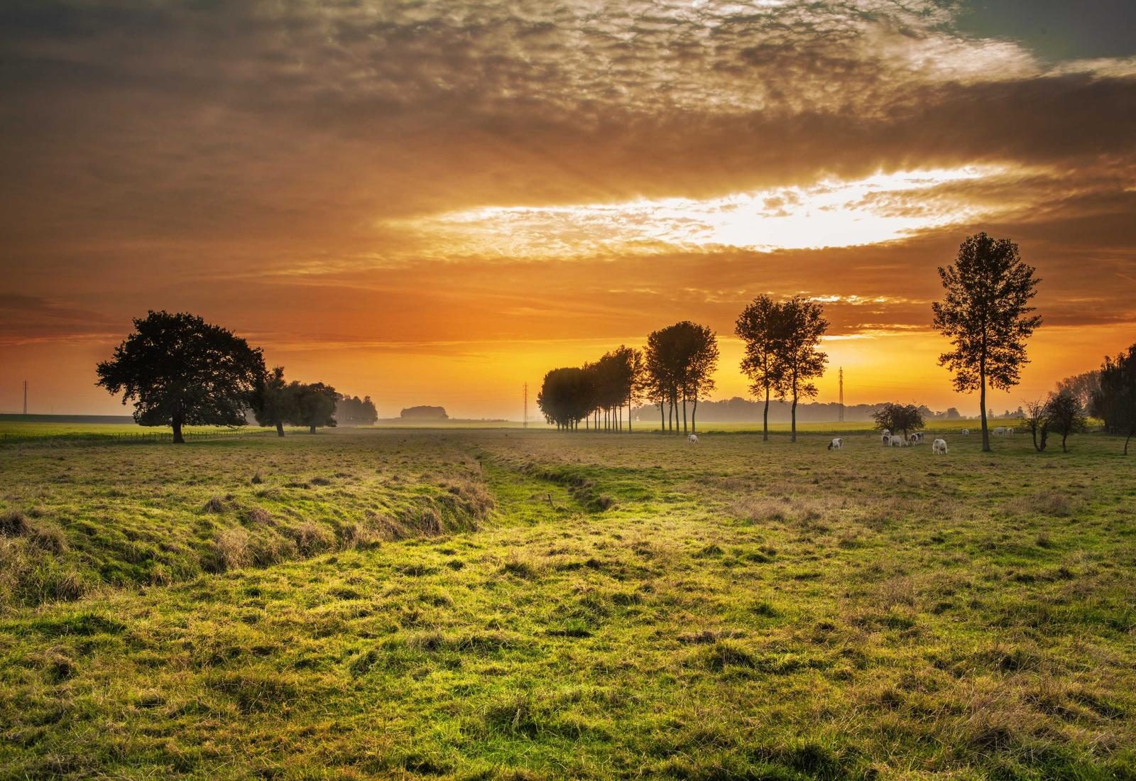 Prairie fleurie au coucher du soleil, Achicourt