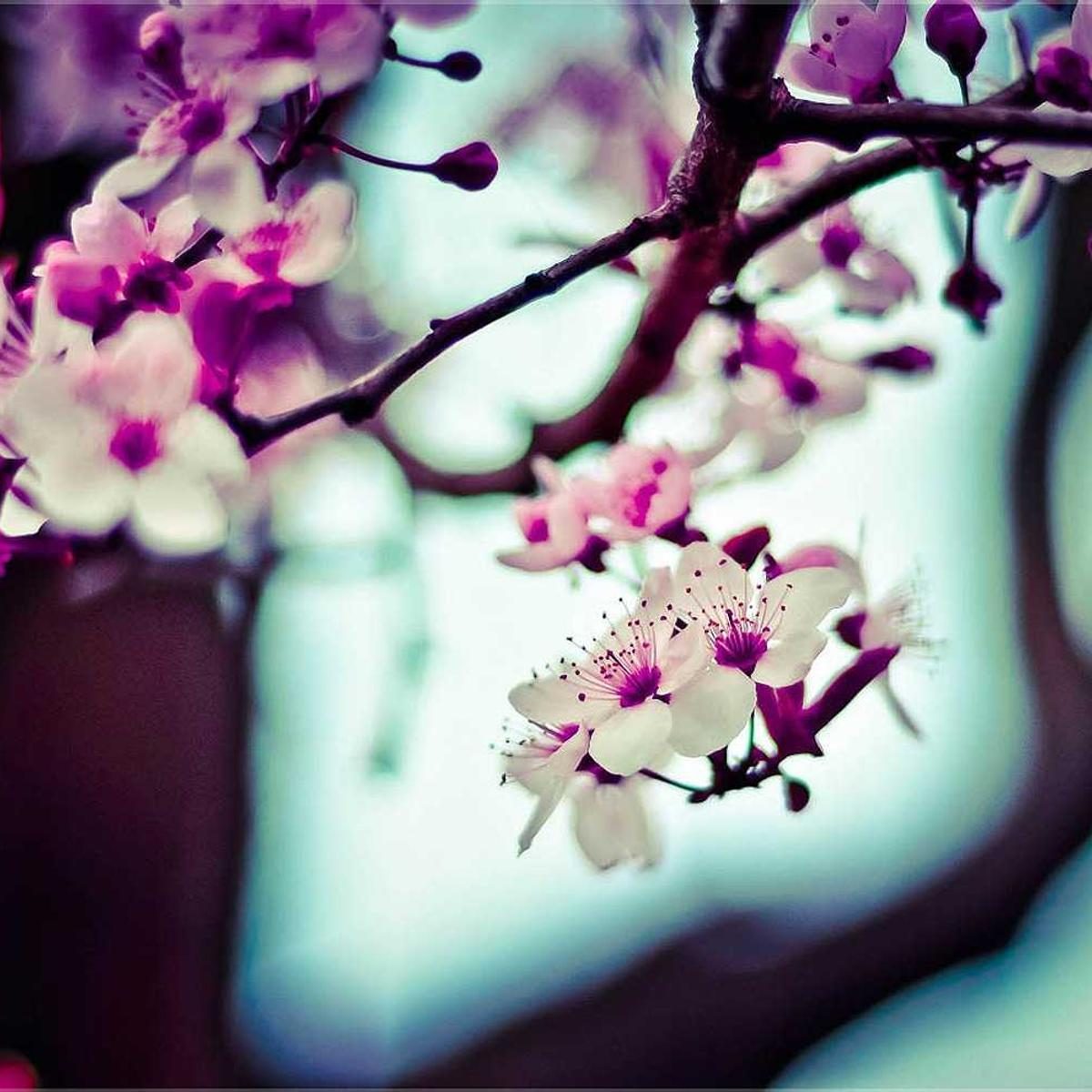 Cerisier du Japon en fleurs