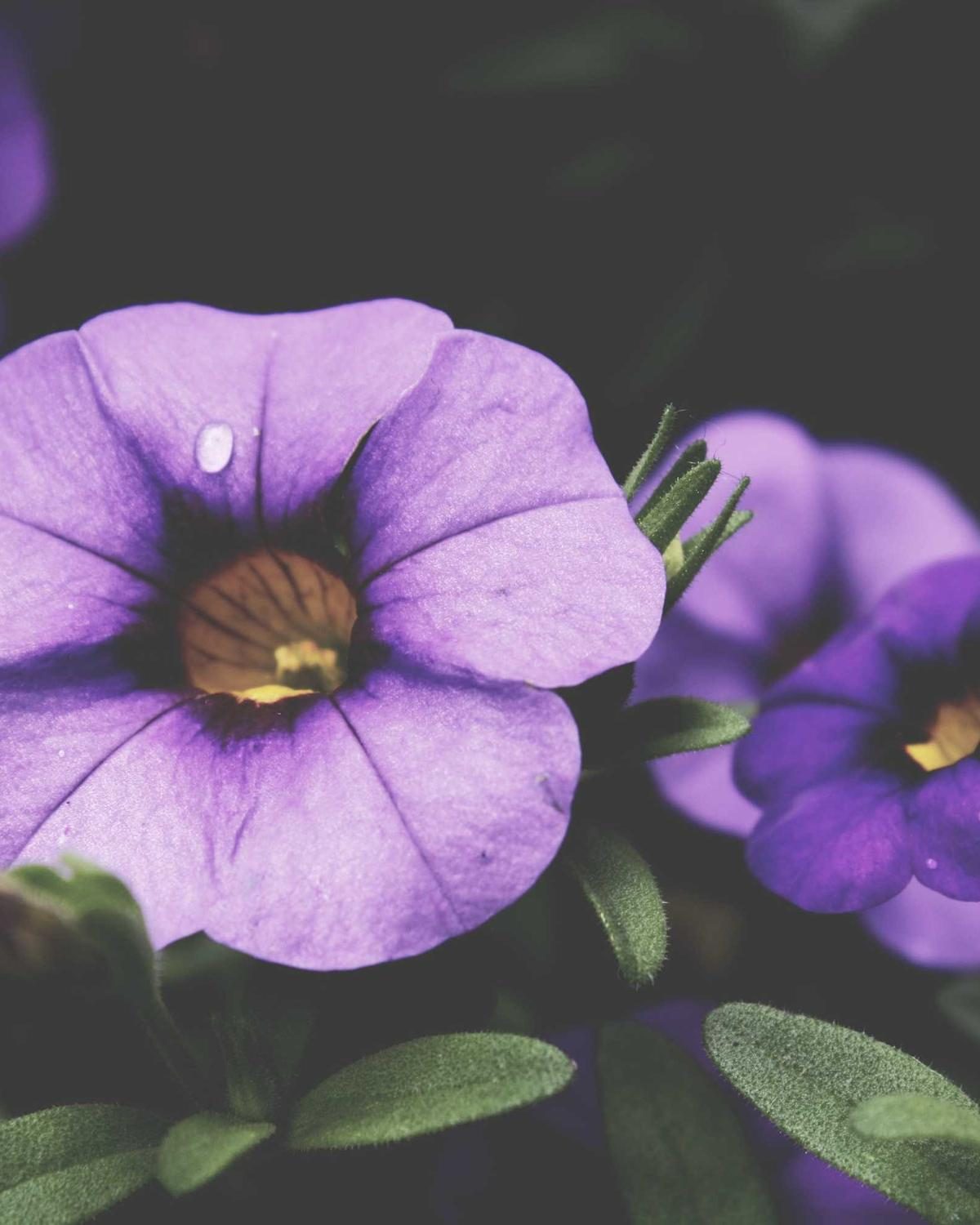 Massif de pétunias violets