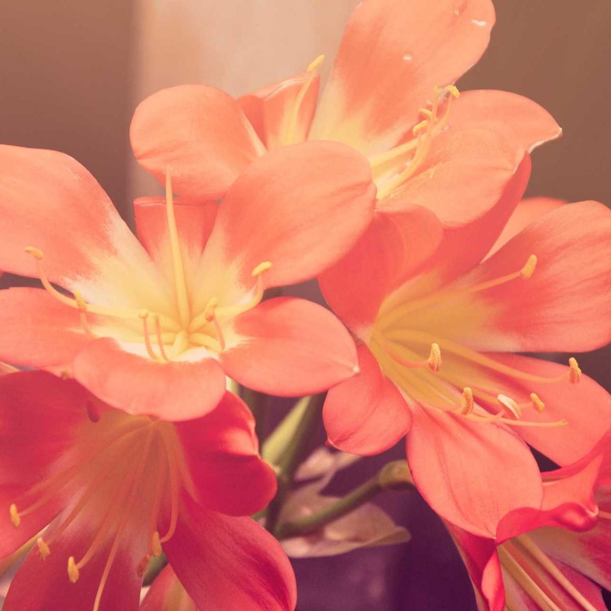 Fleurs de clivia orange